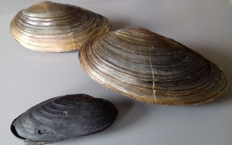 Les mulettes, coquillage épurateur d
