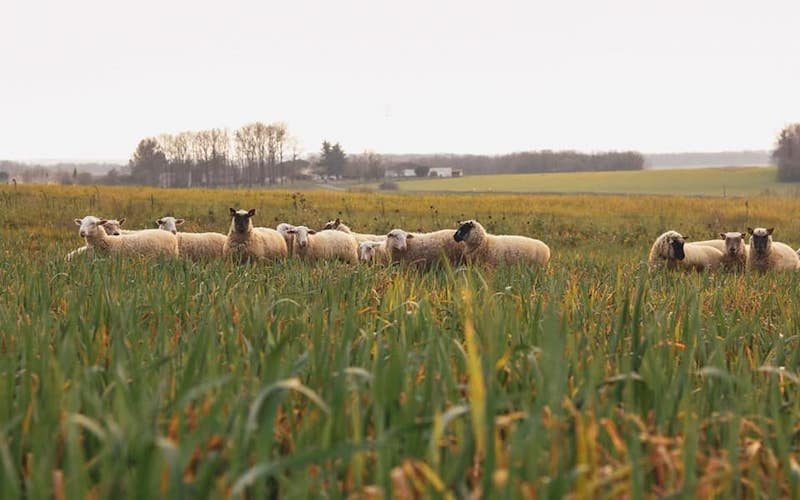 grain de boème